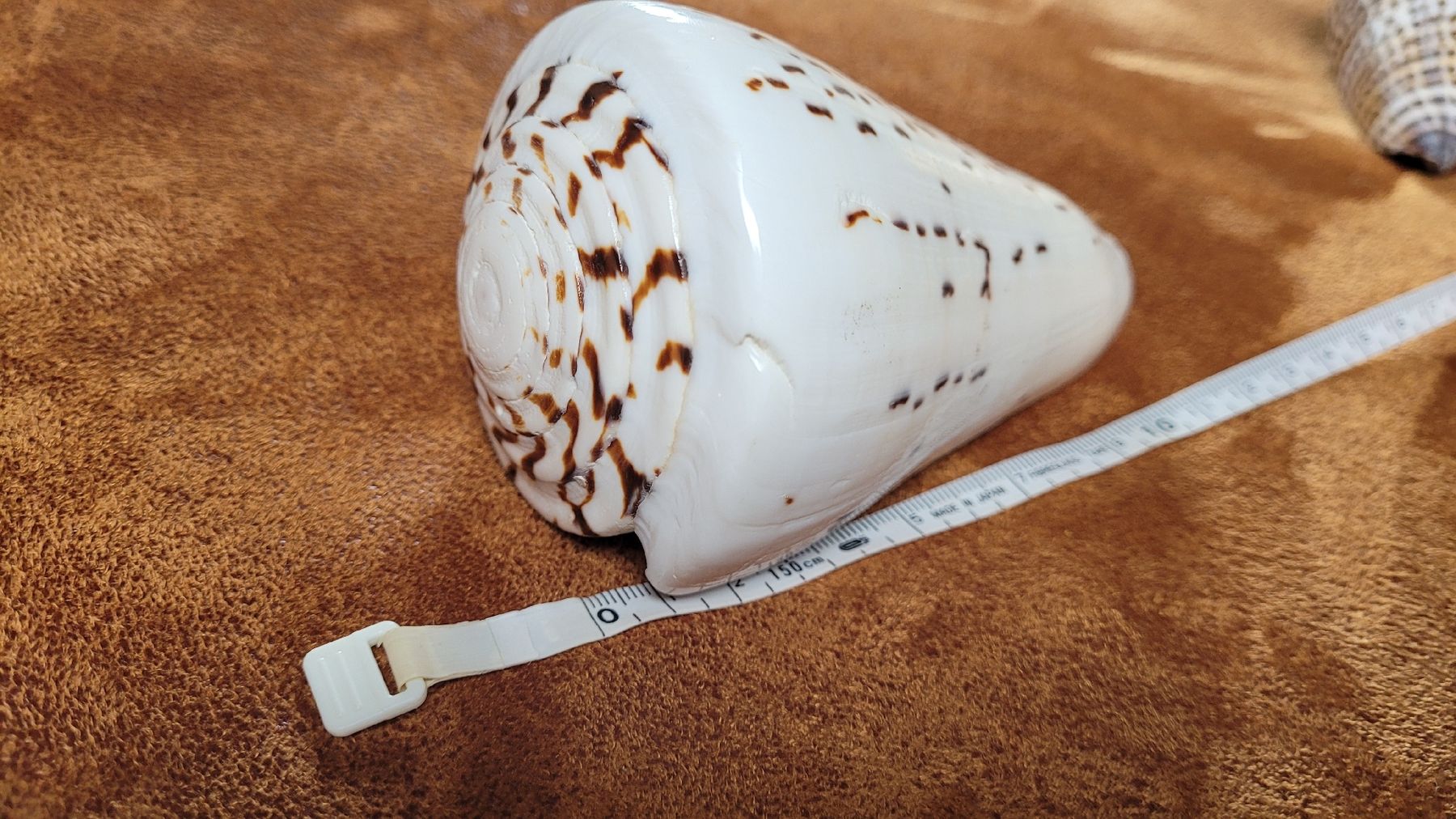 Tutte le decorazioni: wunderschöne, grosse Schnecken-Muschel – Usato da Grosshöchstetten venduto da Dirue 1