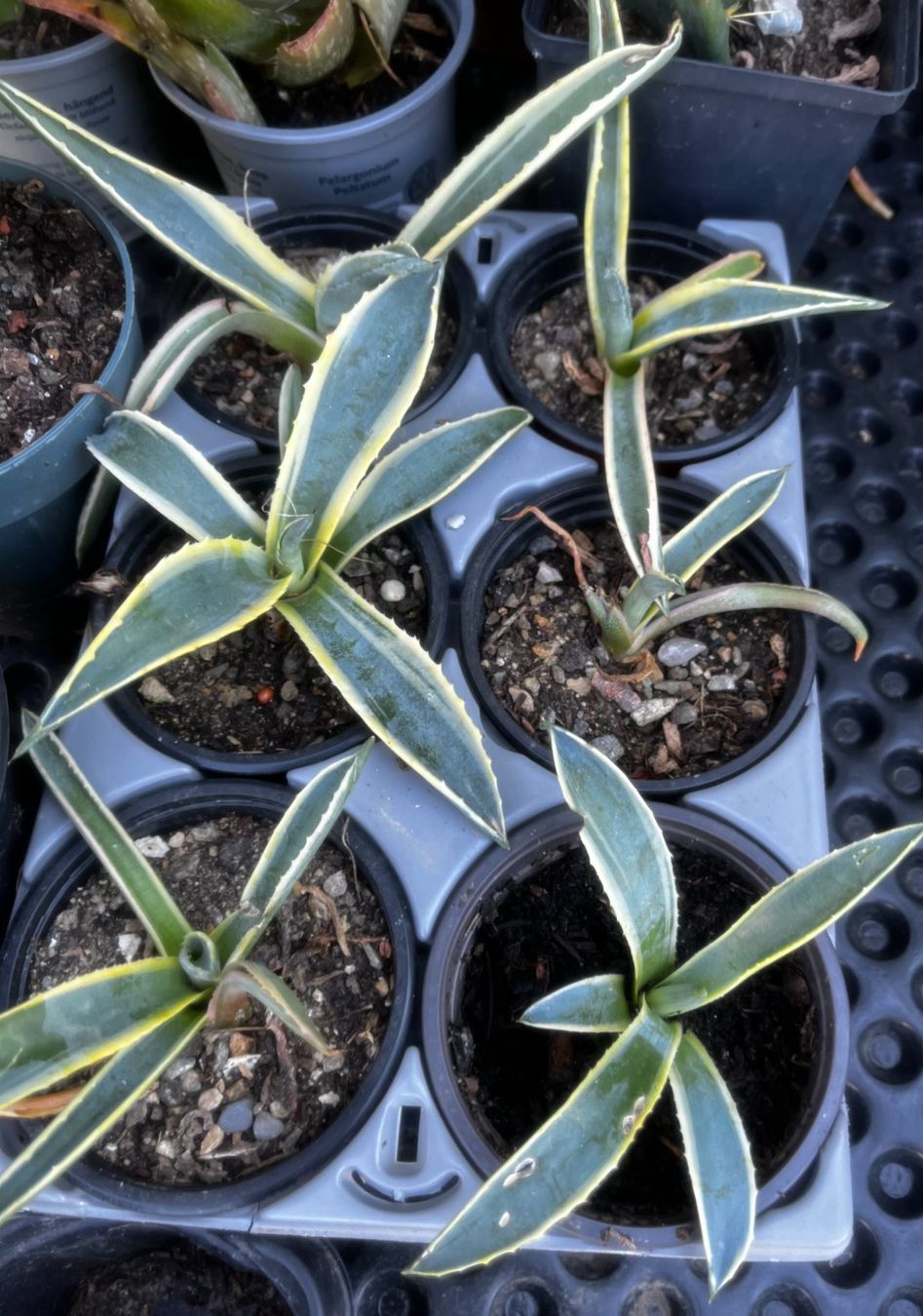 Pflanzen & Samen: Agave americana – Neu (gemäss Beschreibung) aus Vinelz von Wellensittich55 2