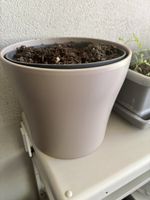 White Plant Pot Good Condition 25cm Diameter