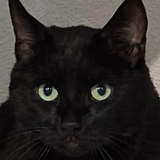 Profile image of Pol89