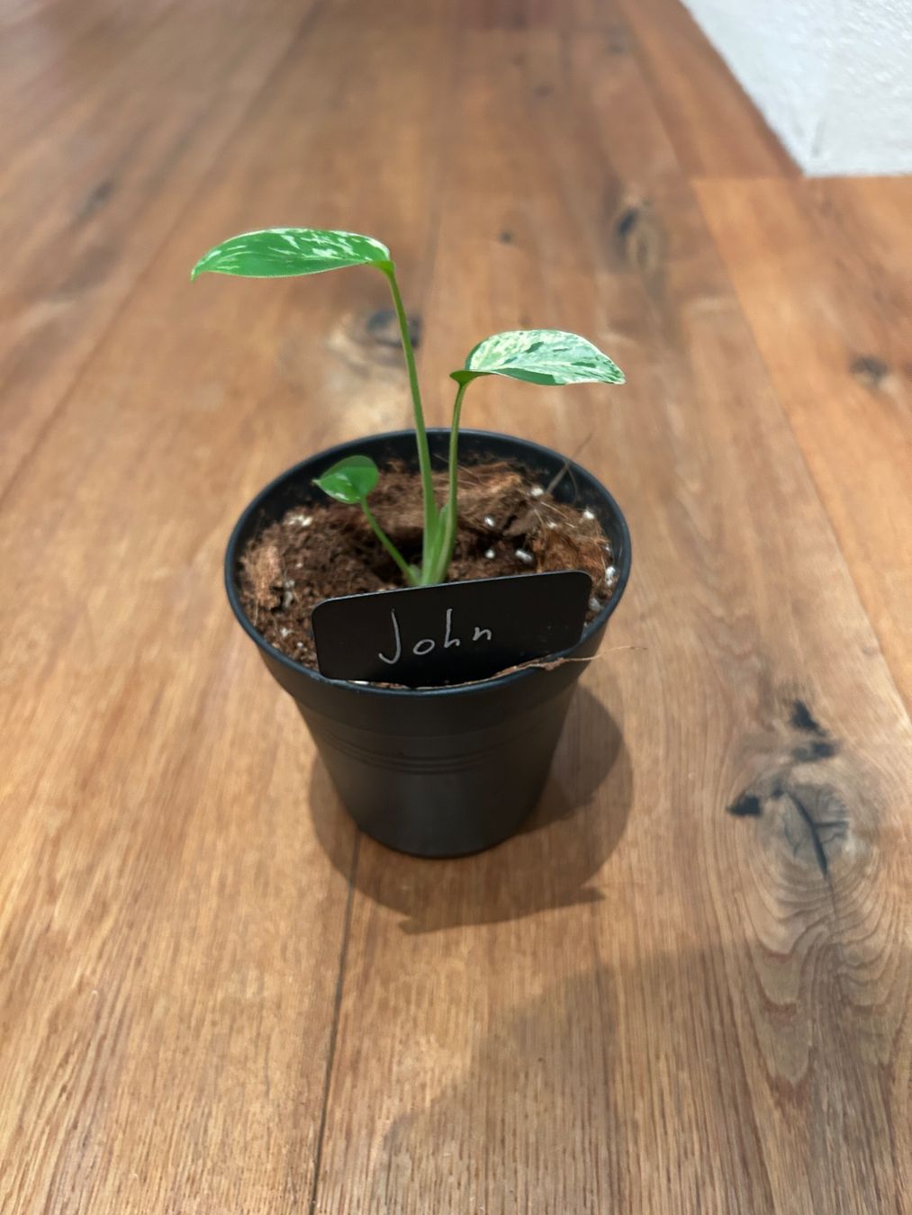 Piante & sementi: Monstera Bulbasur💚 – Nuovo e nell'imballaggio originale da Wattwil venduto da Mikesplantshop 2