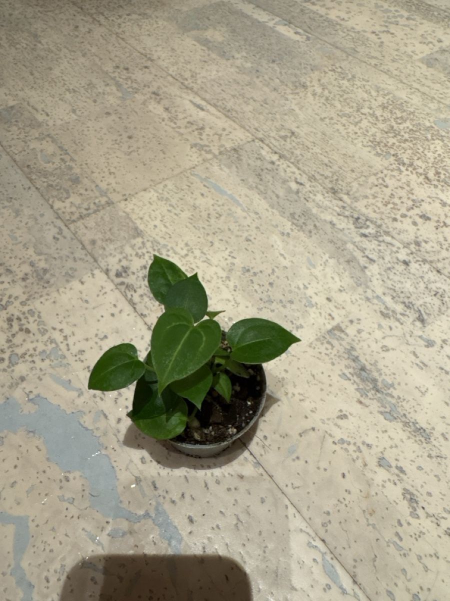 Piante & sementi: Anthurium Hybrid in Erde – Usato da Niederbüren venduto da Monde09