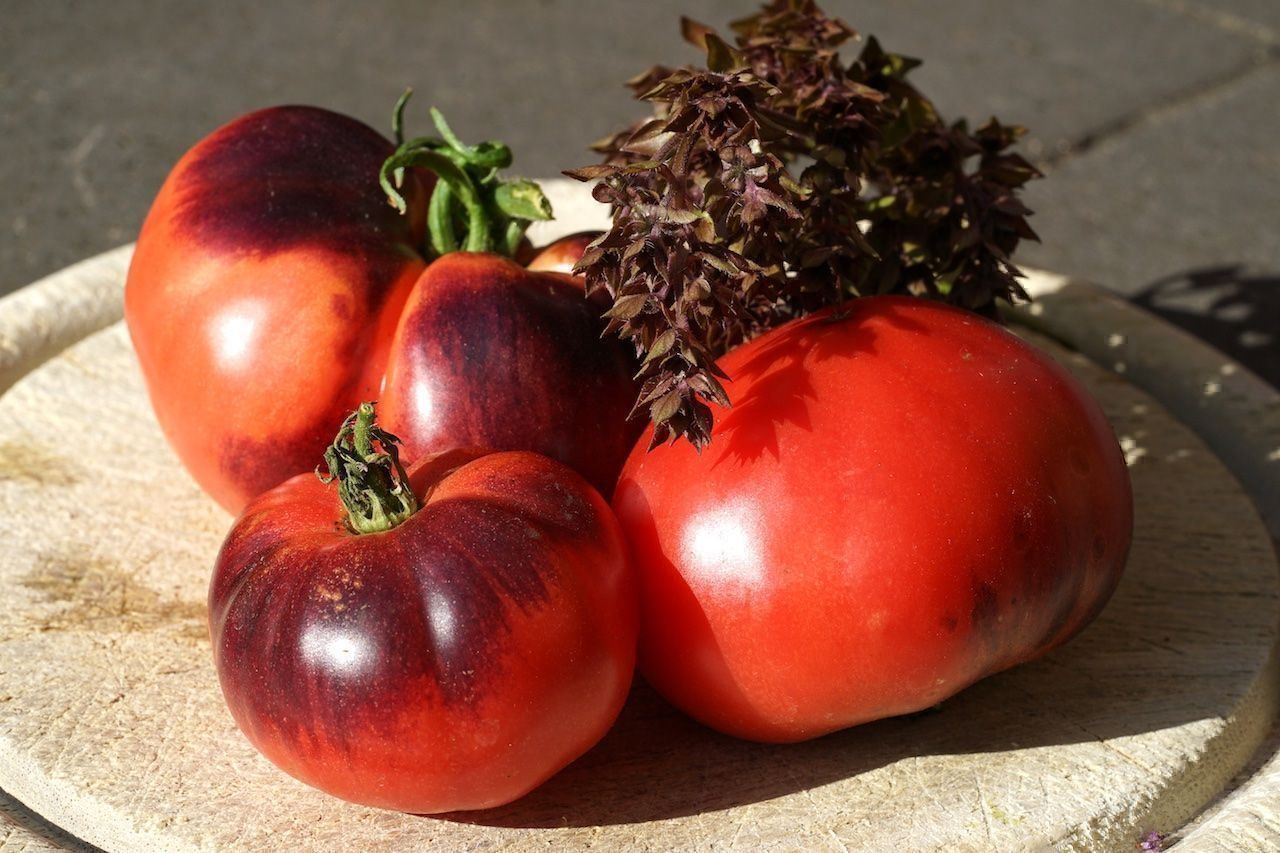Piante & sementi: 50 Samen Amethyst Jewel Tomate – Nuovo (secondo la descrizione) da Ehrendingen venduto da VerveinaSamen 5