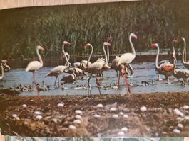 Ansichtskarte Flamingos Frankreich 1988