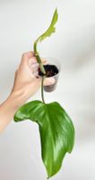 Philodendron Florida Ghost💚