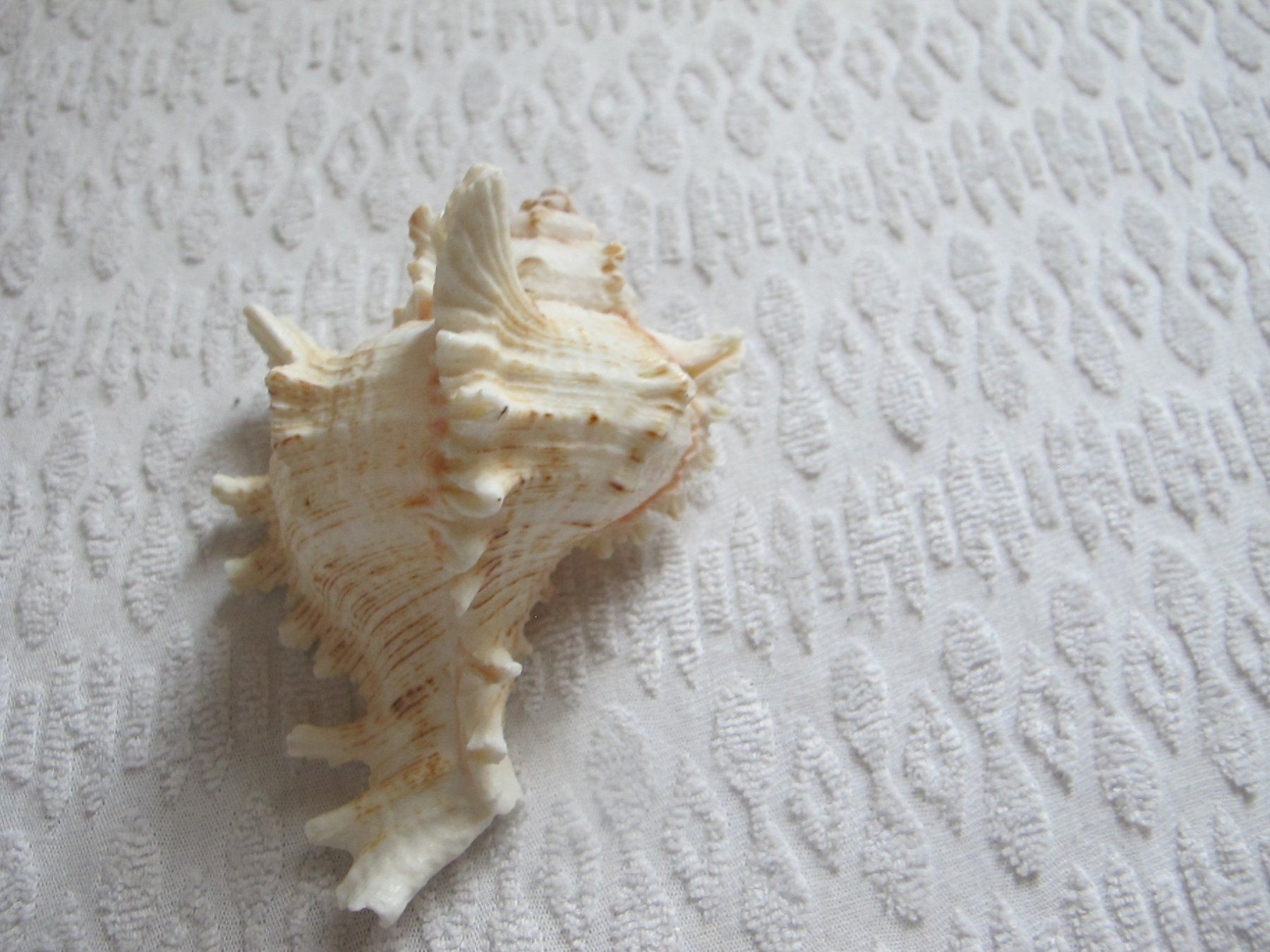 Fossili: Grosse schöne Muschel/Schnecke – Usato da Löhningen venduto da Chimae67 2
