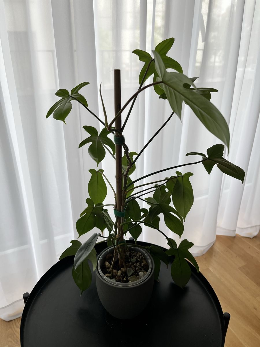 Piante & sementi: Philodendron FLORIDA Green – Usato da Uster venduto da ke114 2