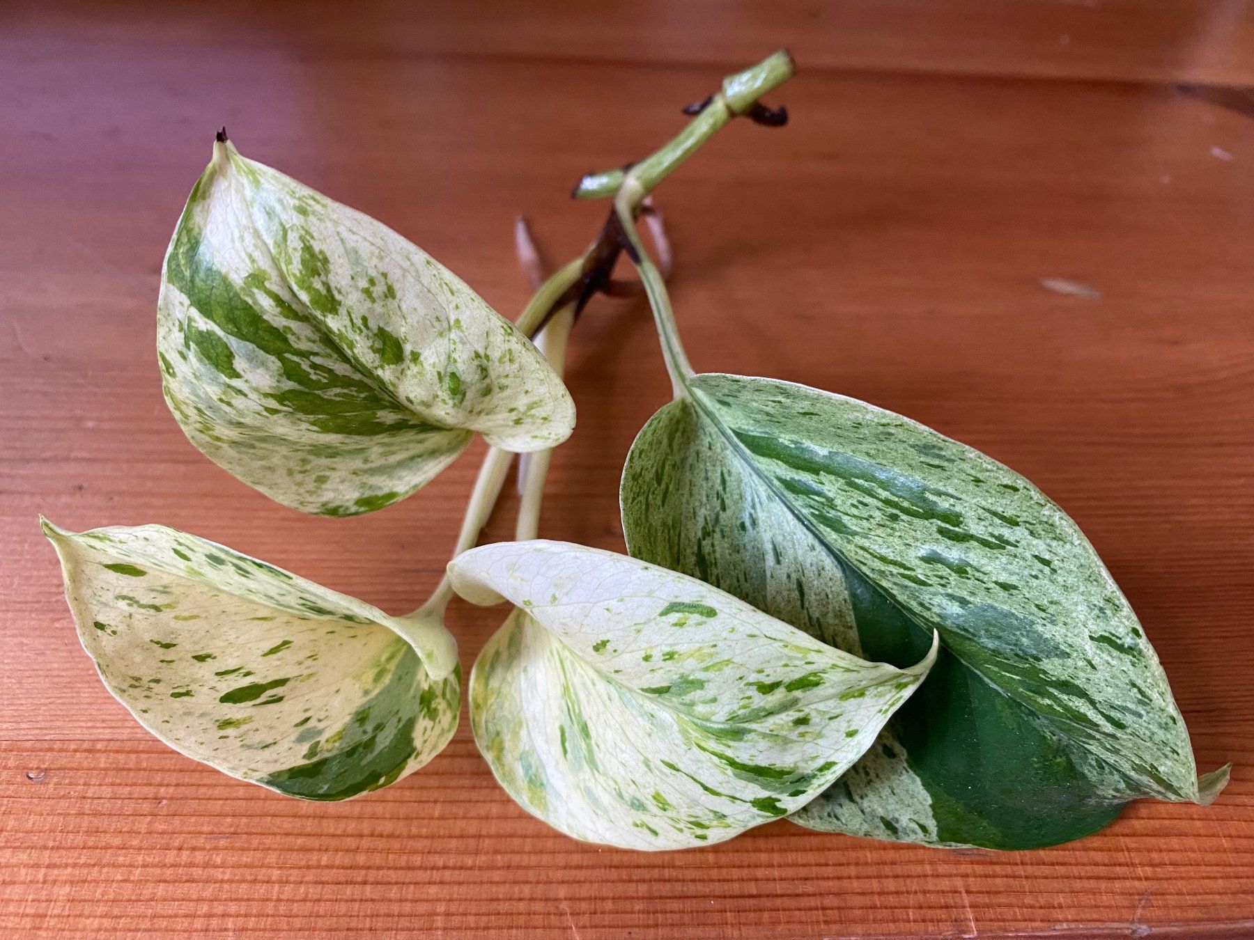 Pflanzen & Samen: Epipremnum pinnatum marble queen – Neu (gemäss Beschreibung) aus Winterthur von Aniger 2