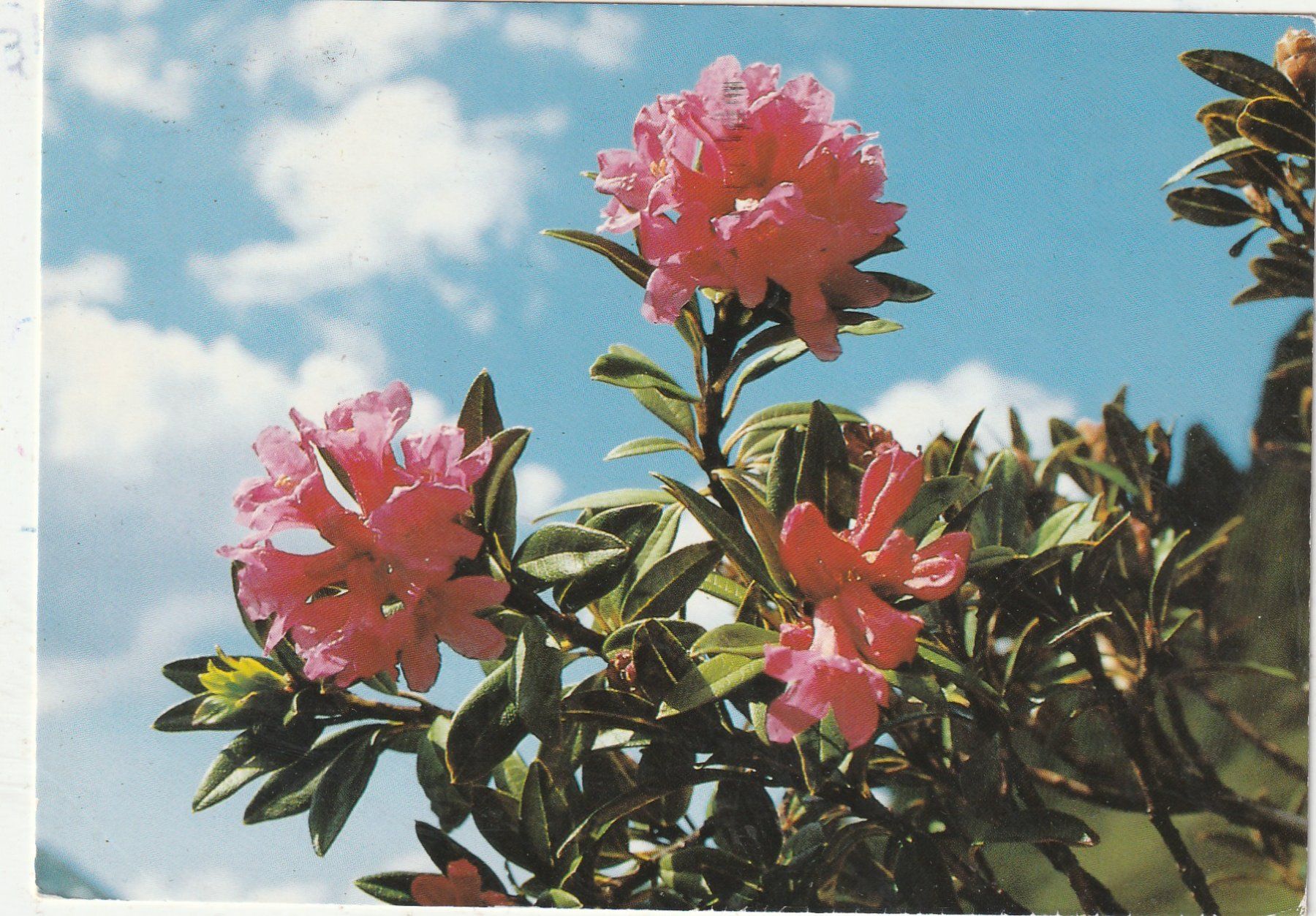 Ansichtskarten: 10  SchöneBlumenkarten – Gebraucht aus Lumbrein von made02 8
