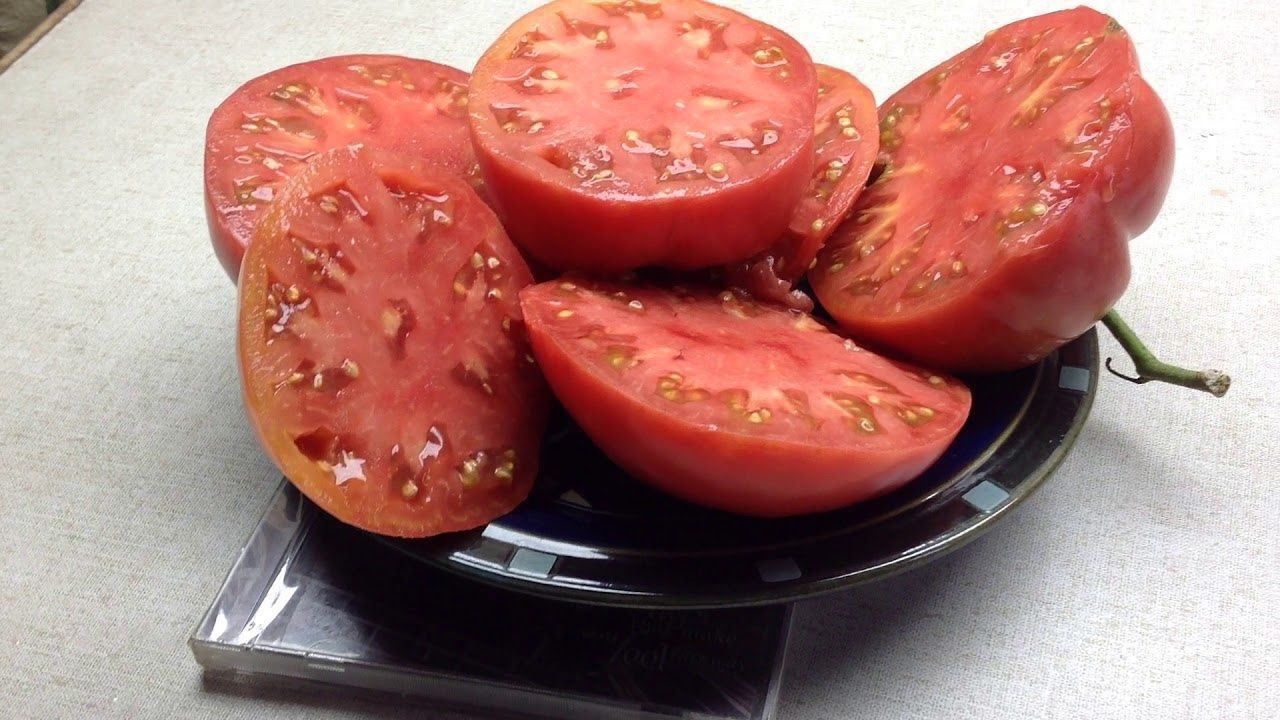 Piante & sementi: 30 Samen SOLDACKI Tomate – Nuovo (secondo la descrizione) da Ehrendingen venduto da VerveinaSamen 2