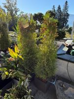Fünf Thuja Pflanzen ohne Kunststofftöpfen gebraucht