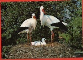 SEMPACH Schweizerische Vogelwarte - Ansiedlung Störche