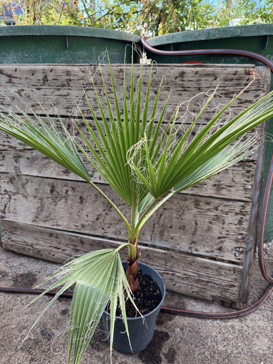 Pflanzen & Samen: Washingtonia filibusta – Neu (gemäss Beschreibung) aus Rüti ZH von Pehispeed