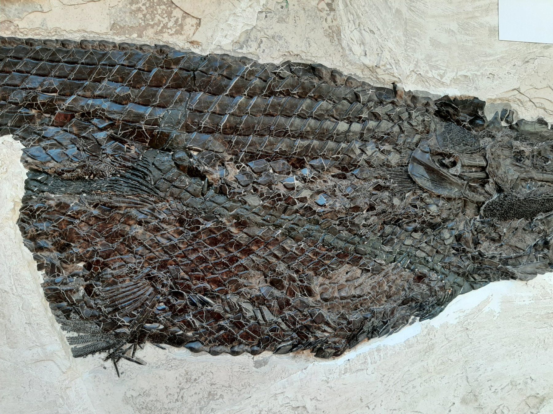 Fossili: Fossiler Fisch, Knochenhecht – Usato da Rickenbach BL venduto da Oktober68 1