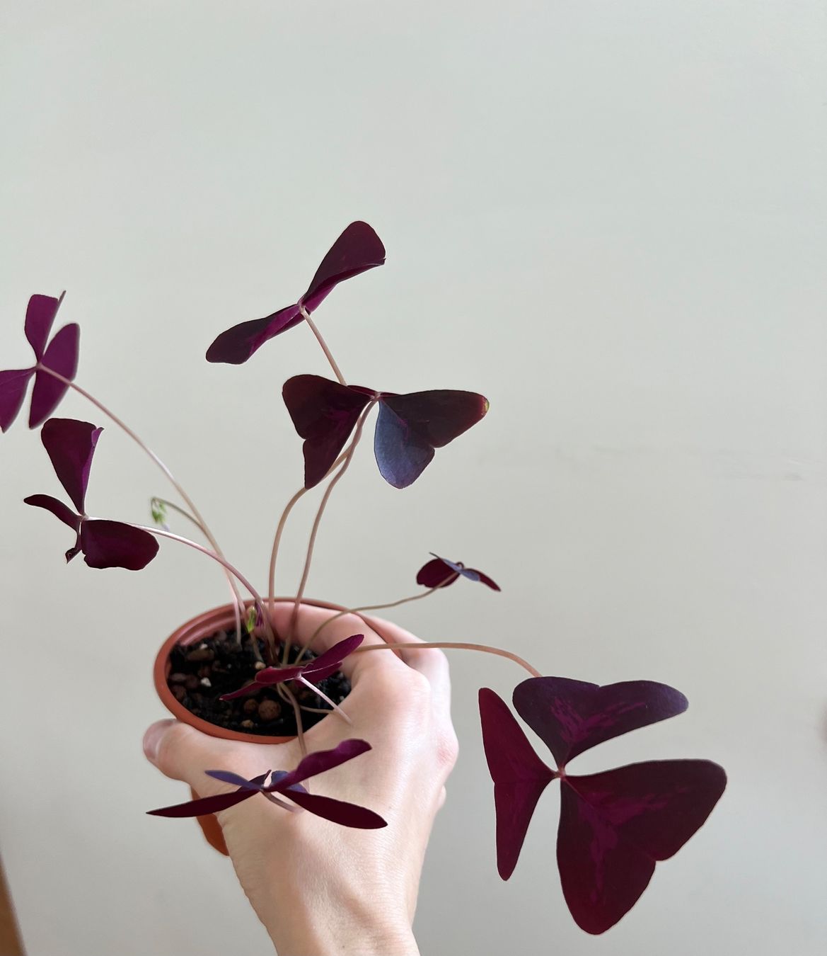 Pflanzen & Samen: Oxalis Triangularis, Roter Glücksklee – Gebraucht aus Glattpark(Opfikon) von ste_n99y 3