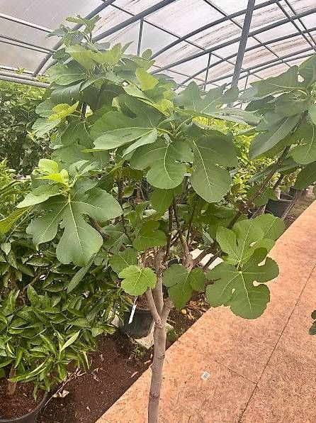 Pflanzen & Samen: Feigenbaum Gr. L - Versand möglich – Neu (gemäss Beschreibung) aus Zuckenriet von Thur_Plant 1