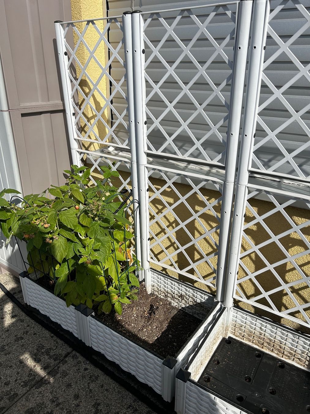 Pots de fleurs: Pflanztopf – D'occasion à Bottmingen par Cesar1234 2