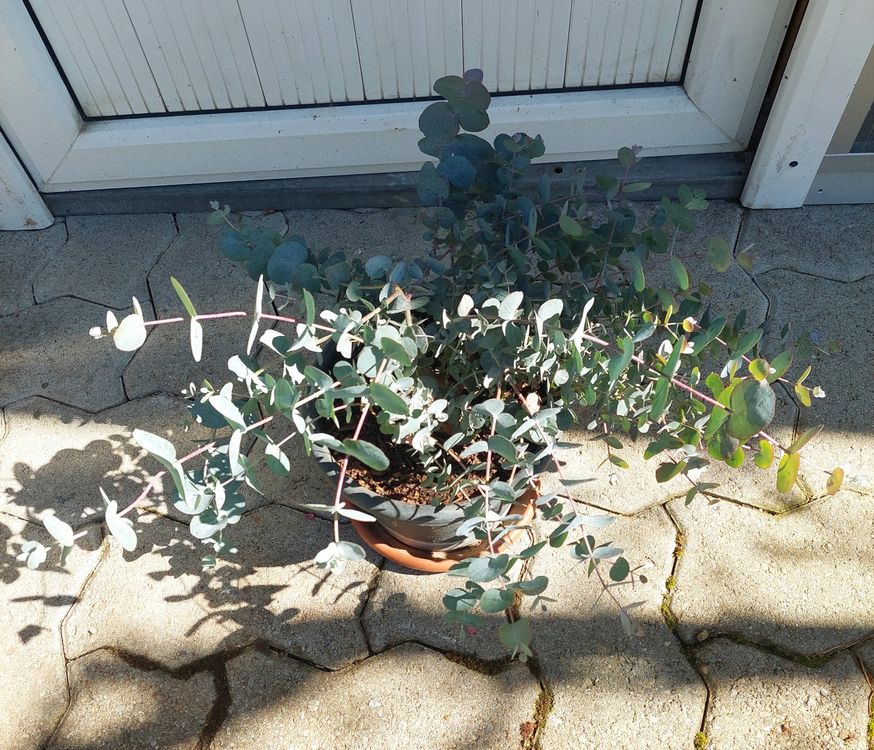 Eukalyptus Pflanze Kaufen auf Ricardo