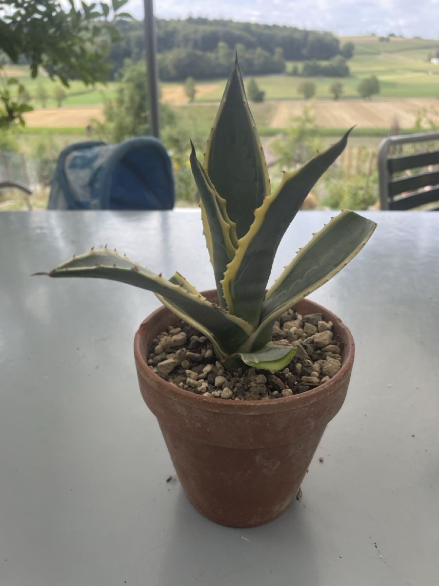 Piante & sementi: Agave Americana – Usato da Ersigen venduto da daniel0236