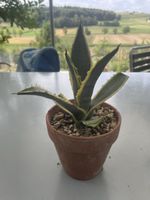 Agave Americana