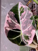 Alocasia Reginula Black Velvet Pink Variegated Corm