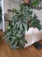 Grosse Zimmerpflanze (whs Scindapsus treubii 'Moonlight')
