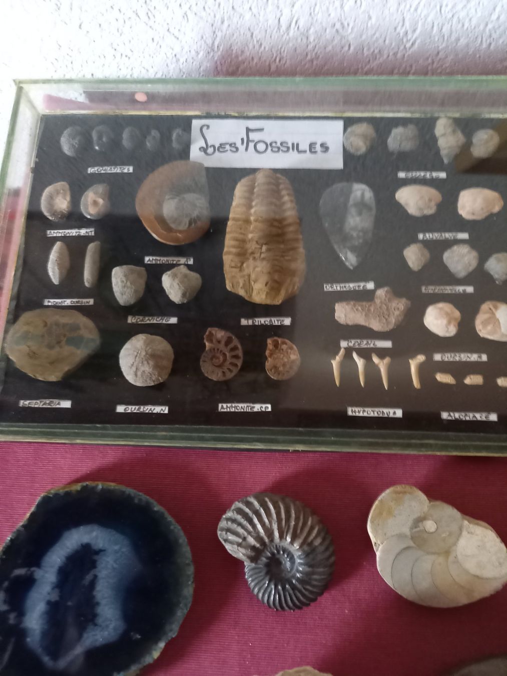Fossili: Fossiles et minéraux – Usato da Epagny venduto da sig_fj9g 9