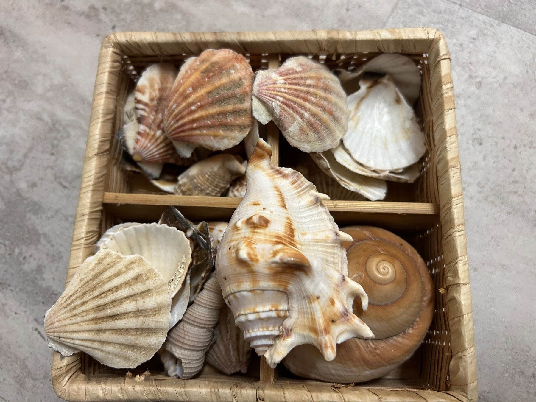 Tutte le decorazioni: Muscheln Dekoration – Nuovo (secondo la descrizione) da Genève venduto da sunandwind 3