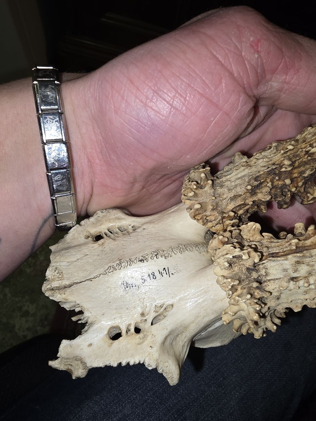 Altre raccolte & rarità: Hirschgeweih, Rehgeweih Jagdtrophäe (S1) – Usato da Rorschach venduto da TimelessTrading 2