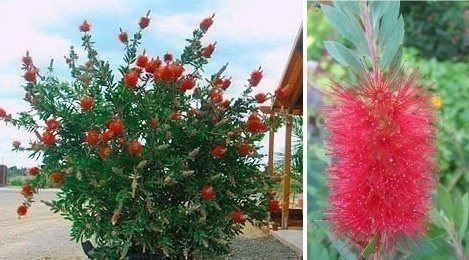 Pflanzen & Samen: Rince-bouteille 'Laevis'  2 PLANTS – Neu (gemäss Beschreibung) aus Bremblens von FIBONACCI369 1