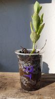 mini pflanzen sedum fette henne-1 stück