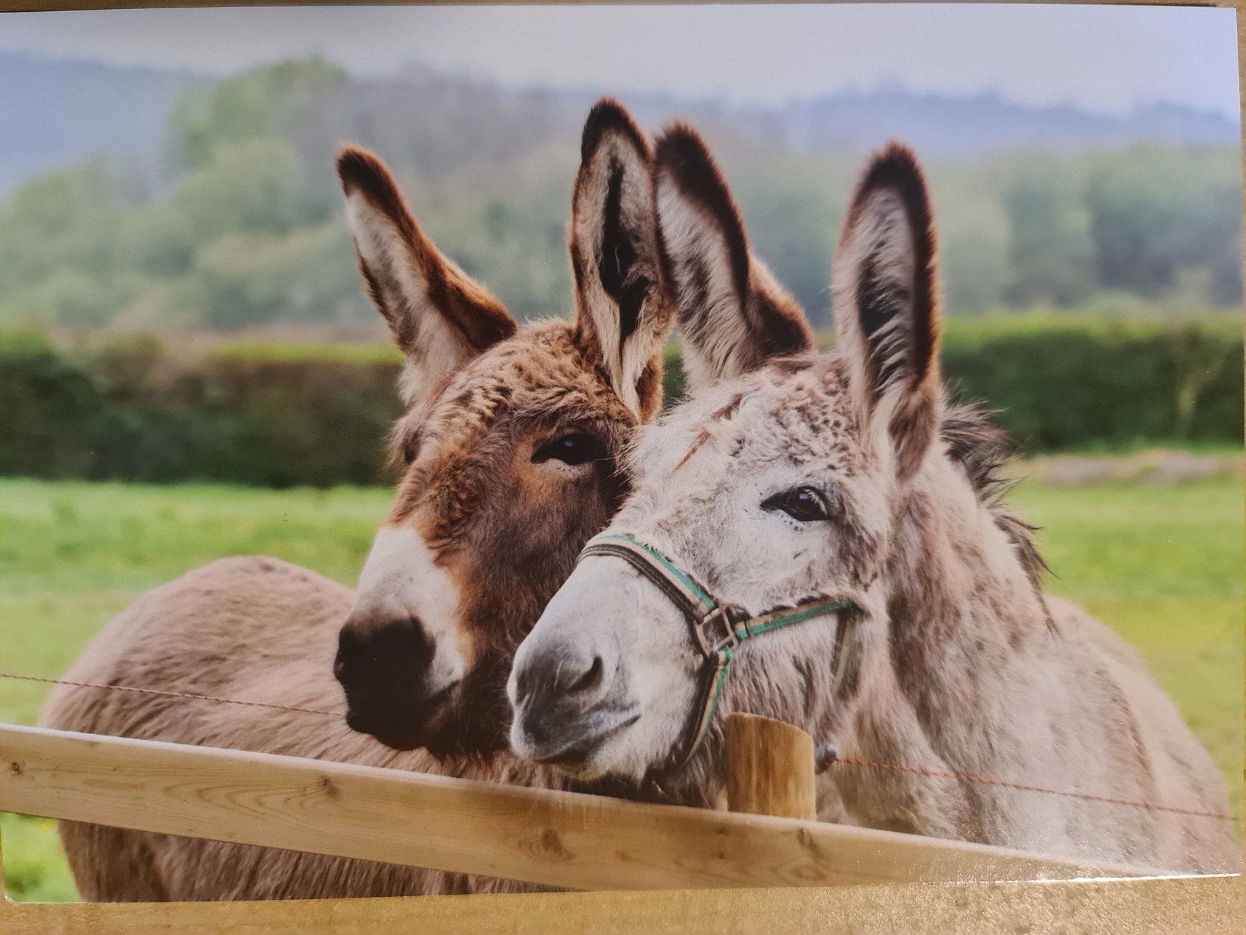 Cartoline postali: Ansichtskarte Esel – Nuovo (secondo la descrizione) da Dintikon venduto da Vexi