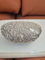 Corail cerveau décoratif naturel