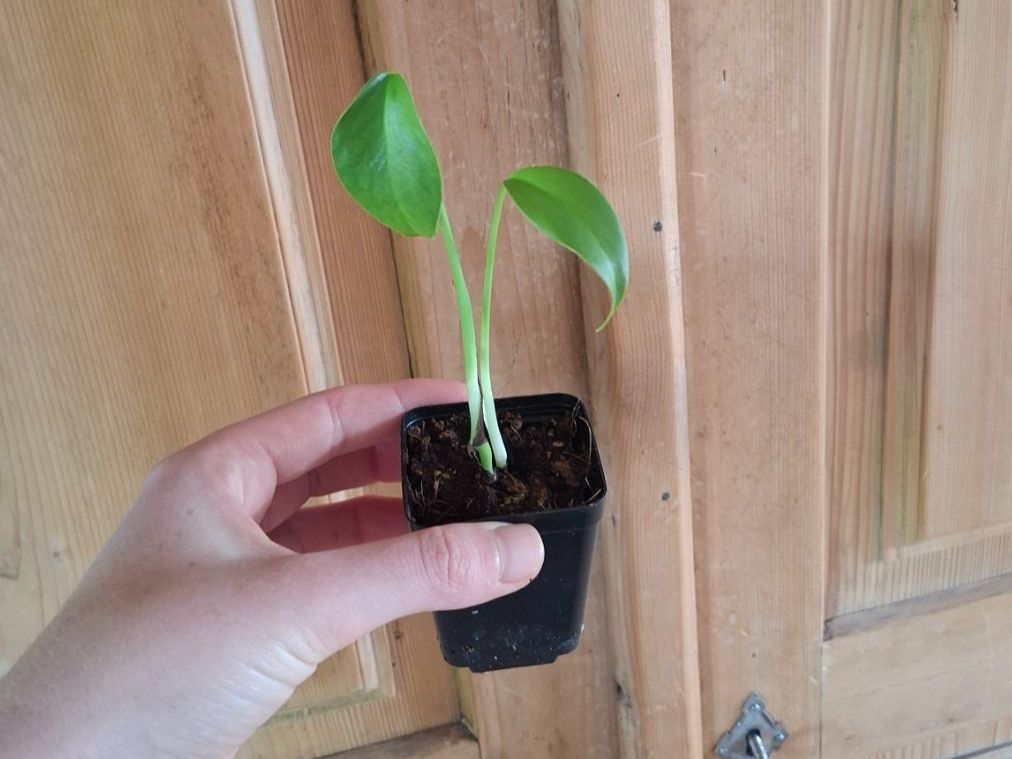 Plantes & graines: Monstera Deliciosa – D'occasion à Hausen AG par Pflaenzlioase