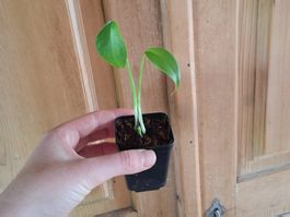 Monstera Deliciosa