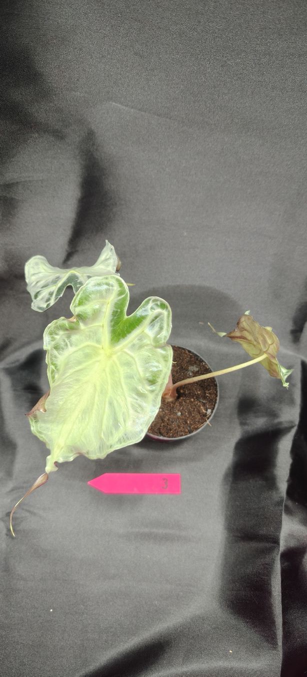 Piante & sementi: plante alocasia venom 3 – Nuovo e nell'imballaggio originale da St-Séverin venduto da harirah 1