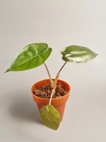 Alocasia wentii #1