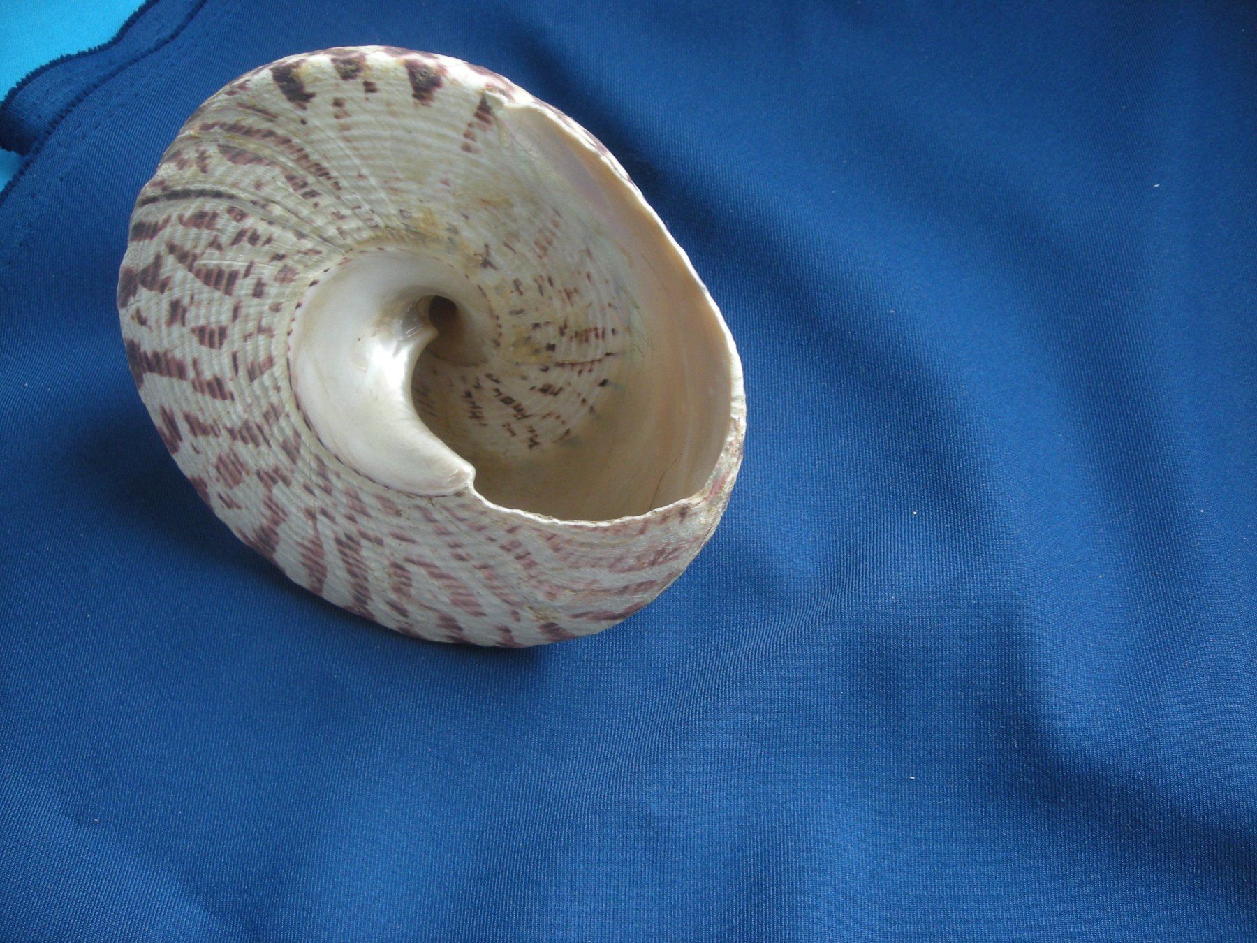 Fossili: Wunderschöne Muschel Philippinen 11 cm11 cm schwer – Usato da Spreitenbach venduto da Sniper8952 2