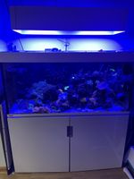 EHEIM incpiria 430 Meerwasseraquarium