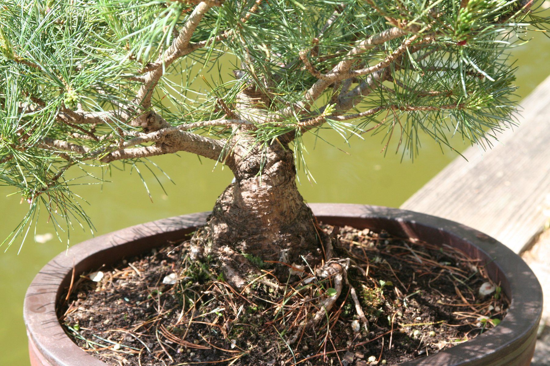 Piante & sementi: BONSAI  -  Mädchenkiefer – Nuovo (secondo la descrizione) da Gretzenbach venduto da Sikim 4