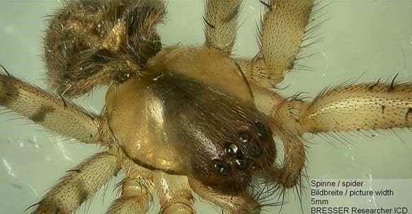 Microscopi: Bresser Researcher ICD 20-80x – Nuovo e nell'imballaggio originale da Bottighofen venduto da zaap 5