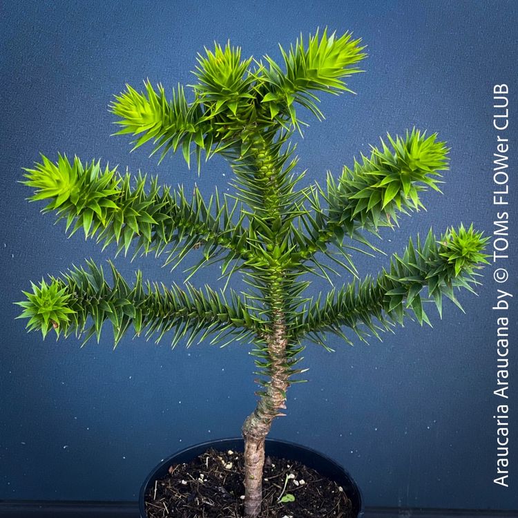 Araucaria Araucana einfach nur zauberhafte Andentanne Kaufen auf