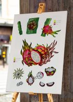 A3 Frucht Druck von Handgemalte Botanische Drachenfrucht