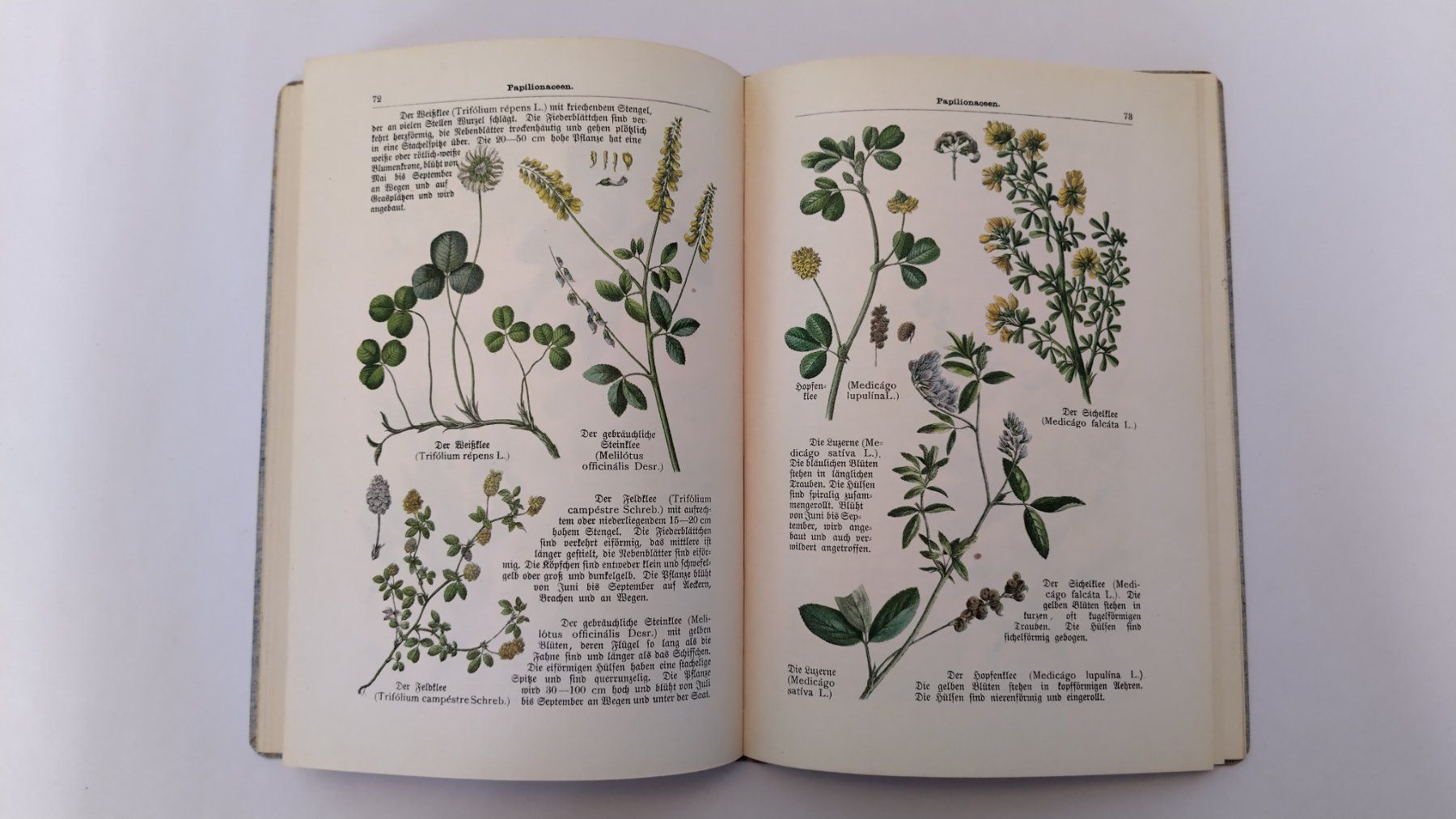 Libri: Pflanzenbuch 1900 / Ein Lehrbuch der Botanik 2. Band – Usato da Bellach venduto da JingleJerry 9