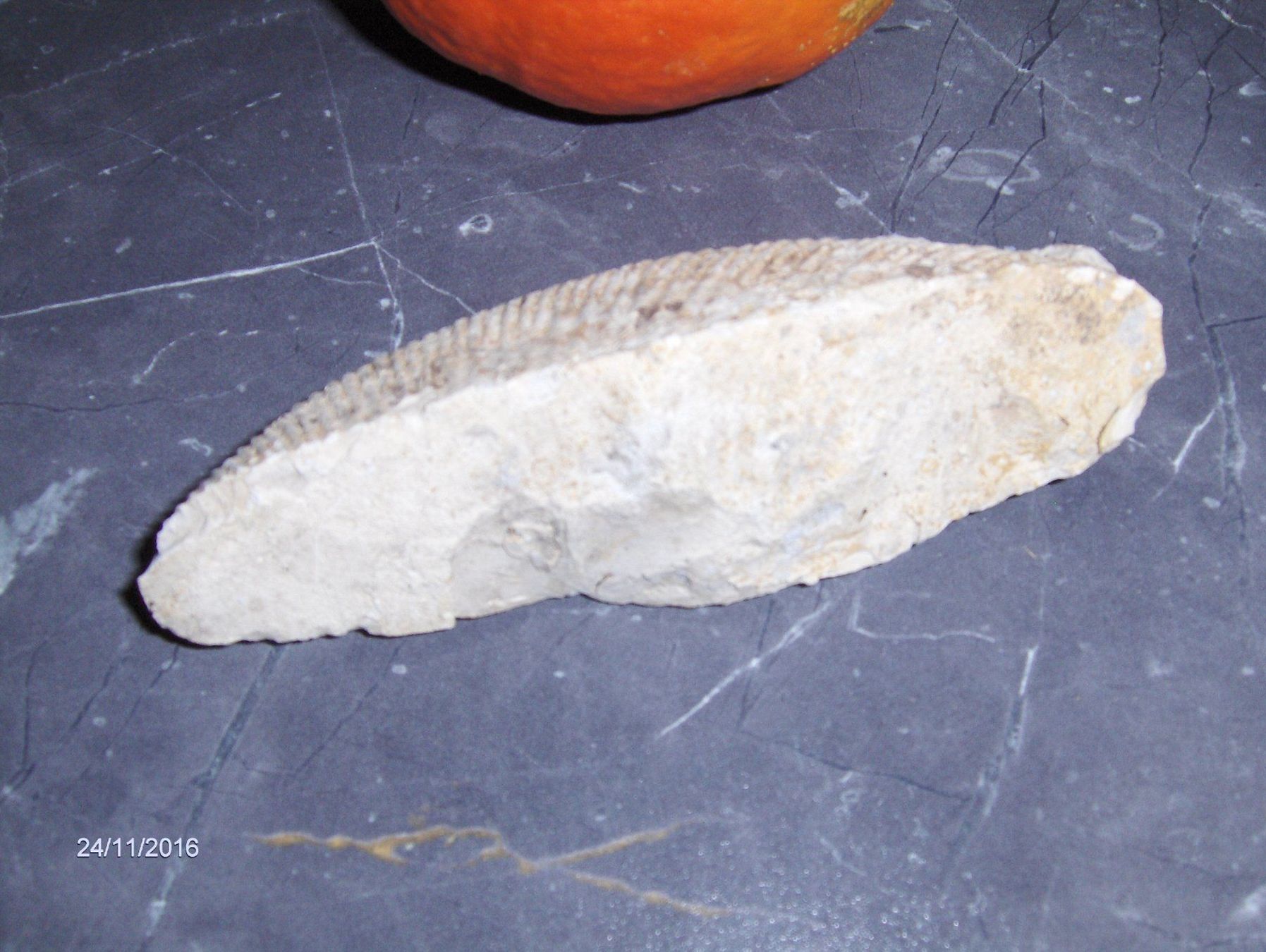 Fossilien: Fossilien Versteinerung  Sammeln Steinzeit – Gebraucht aus Schlattingen von Schmidi50 8