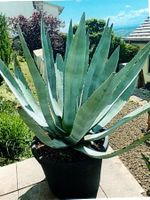 Agave