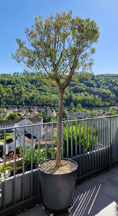 olivenbaum kaufen frankfurt Olivenbaum auf Stamm | kaufen main image 0