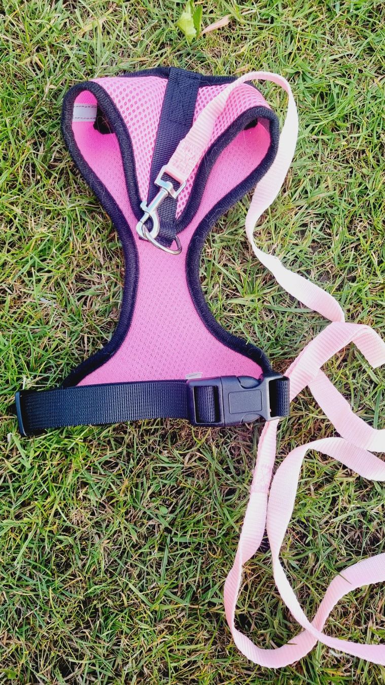 Leine & Halsband: Katzengeschirr / Hundegeschirr mit Leine – Gebraucht aus Niederwil SG von Excentia 3