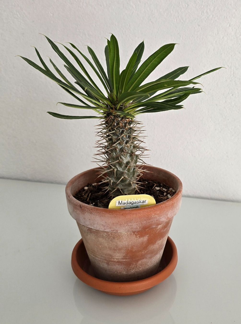 Plantes & graines: Madagaskar Palme – D'occasion à Aarburg par Glitzerzauber 2