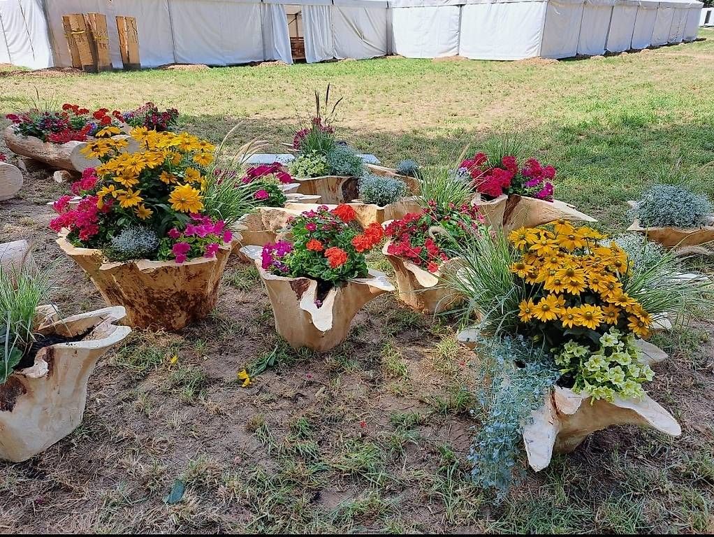 Holzartikel: Blumentröge aus Rundholz oder Wurzelstamm nach Kundenwunsch – Gebraucht aus Affoltern am Albis von ret_6x6z